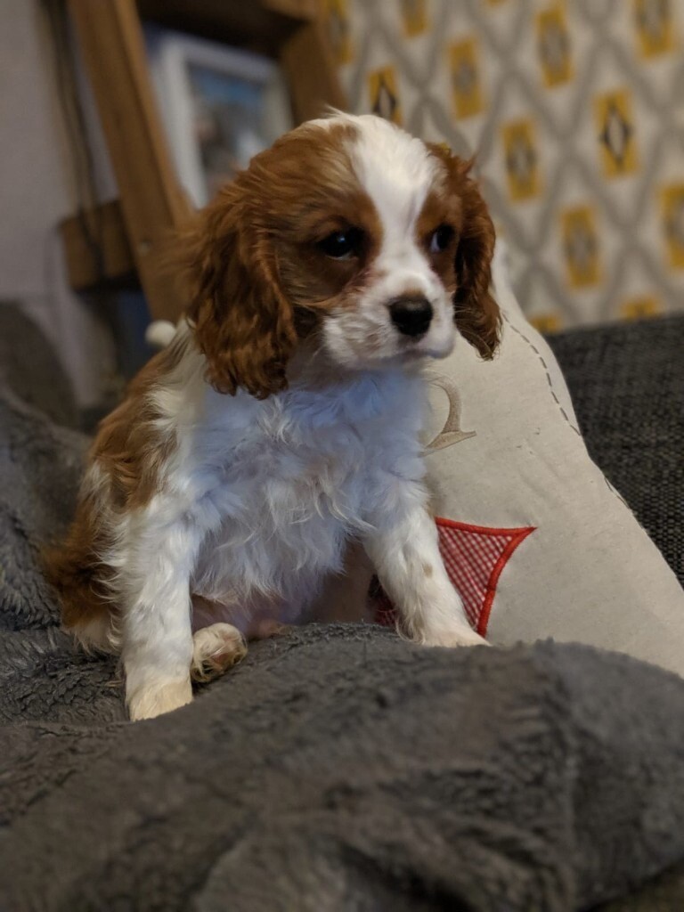gumtree king charles cavalier